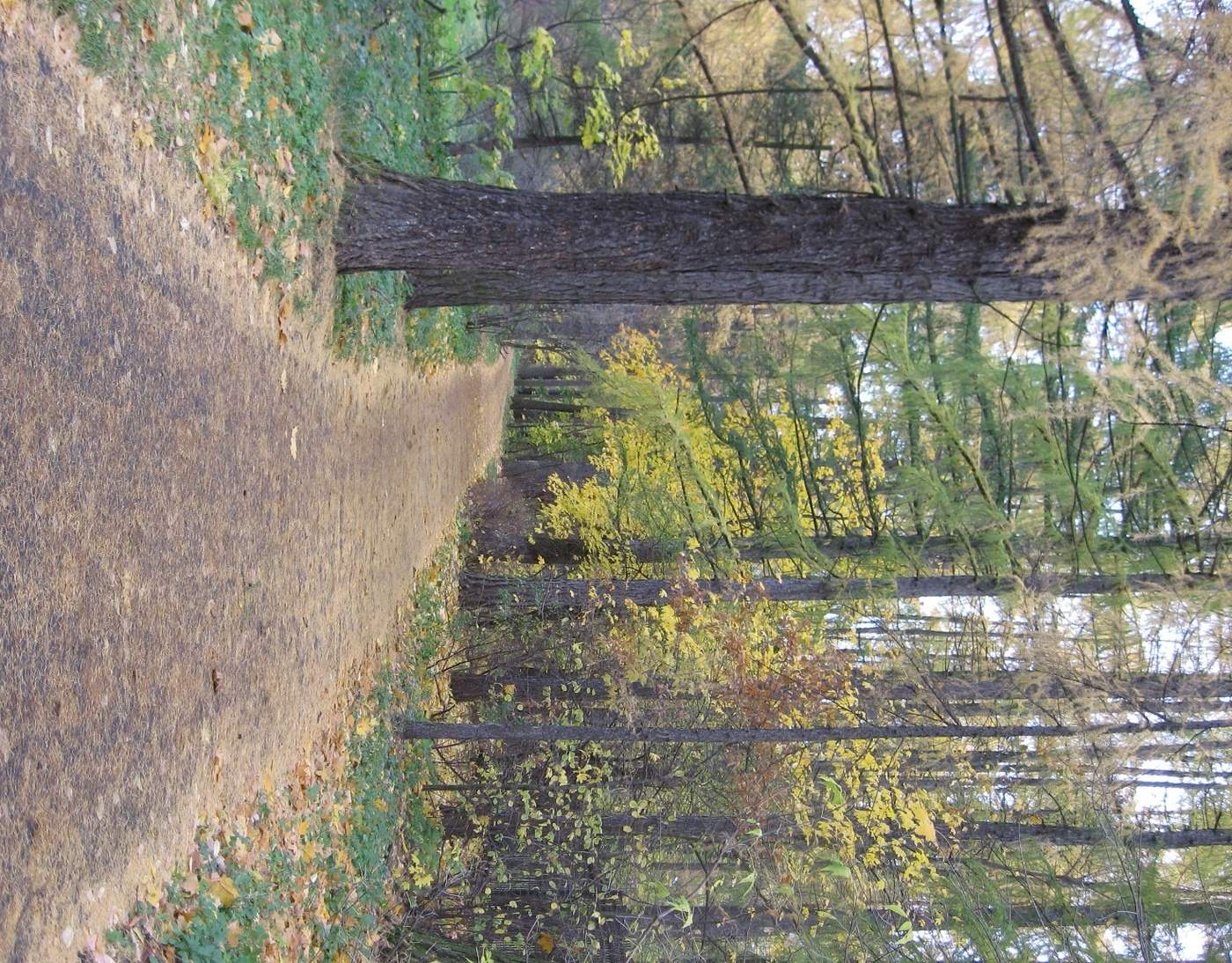 Der Geruch des Herbstes