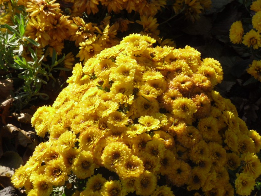 Der Geruch des Herbstes