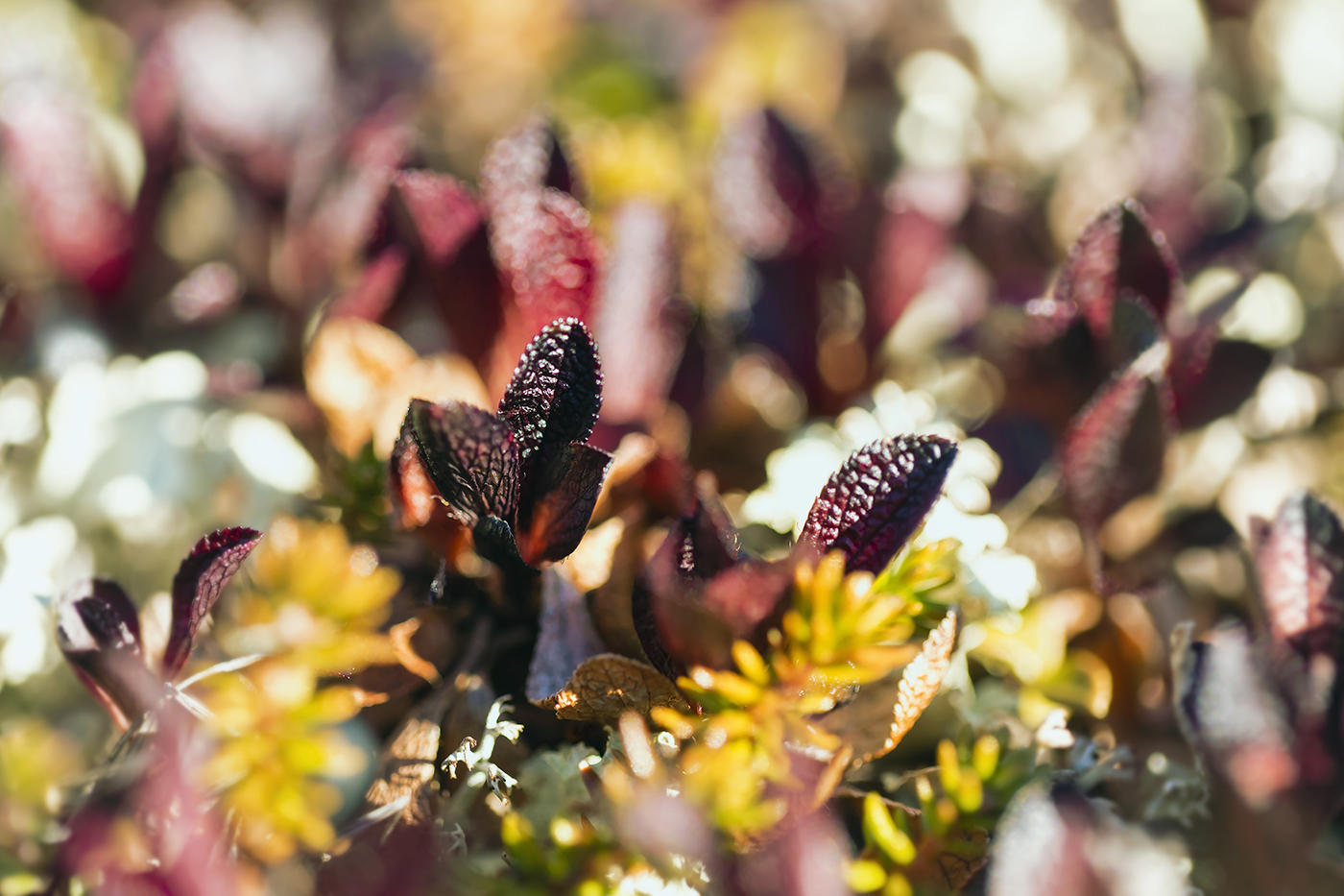 Der Geruch des Herbstes
