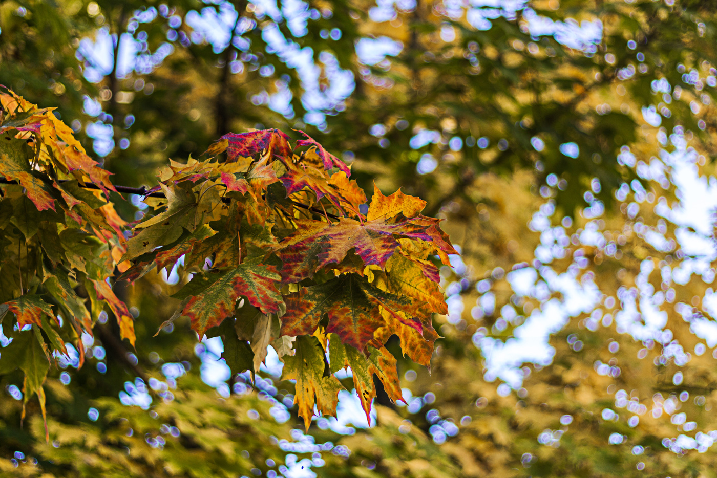 Der Geruch des Herbstes