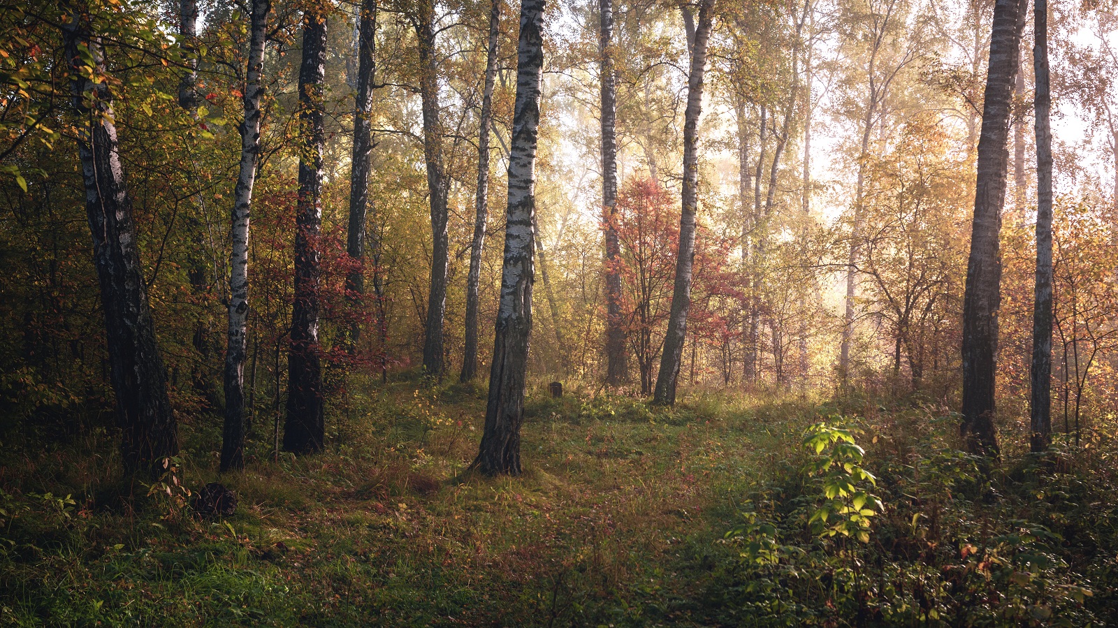 Der Geruch des Herbstes