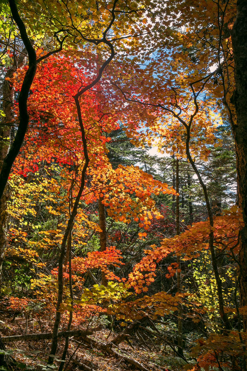 Der Geruch des Herbstes