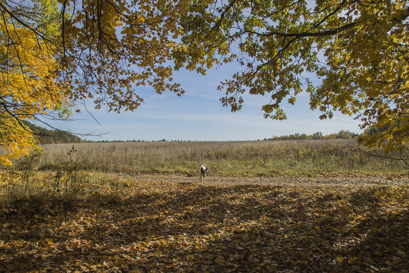 Der Geruch des Herbstes