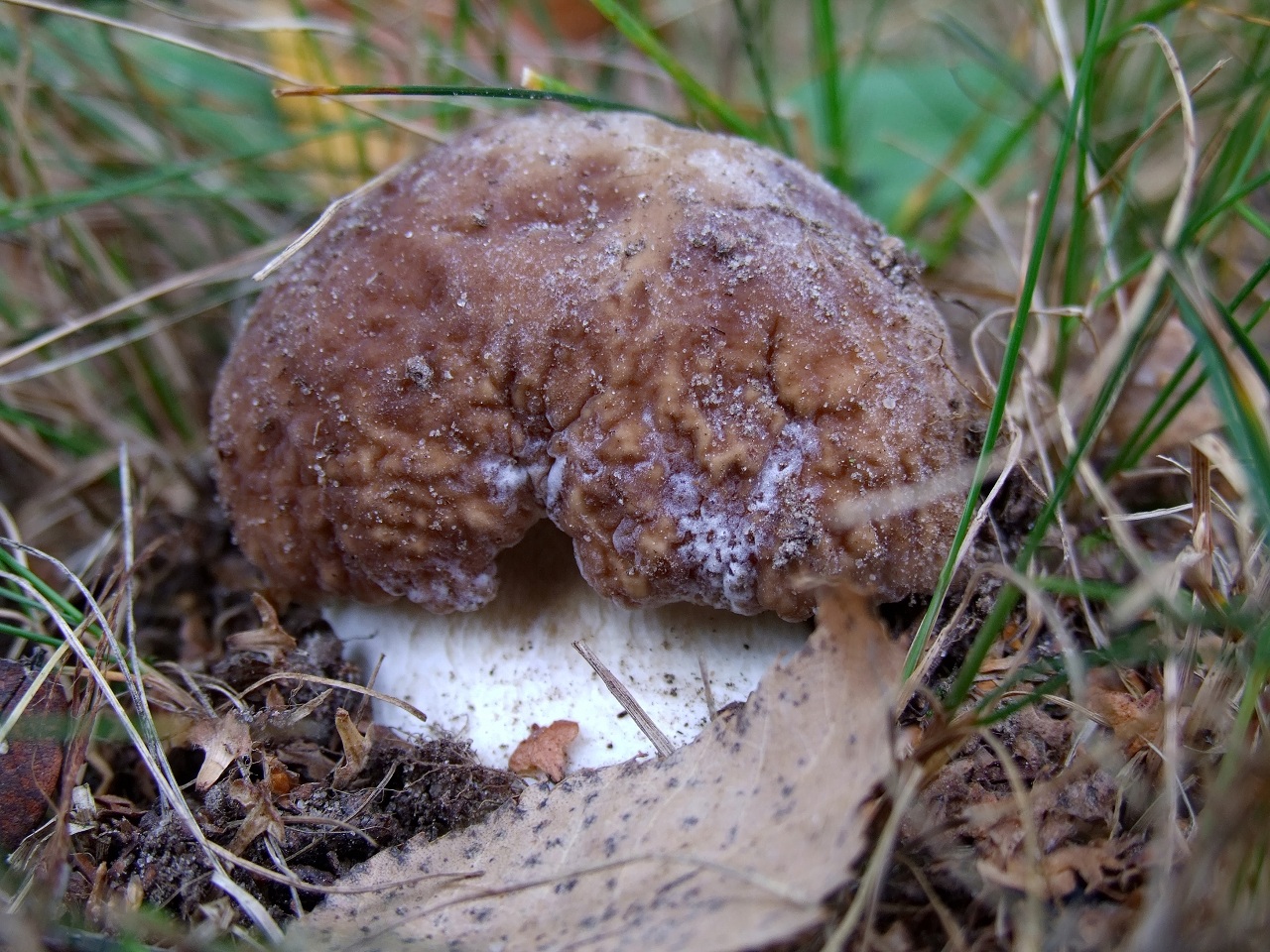 Der Geruch des Herbstes