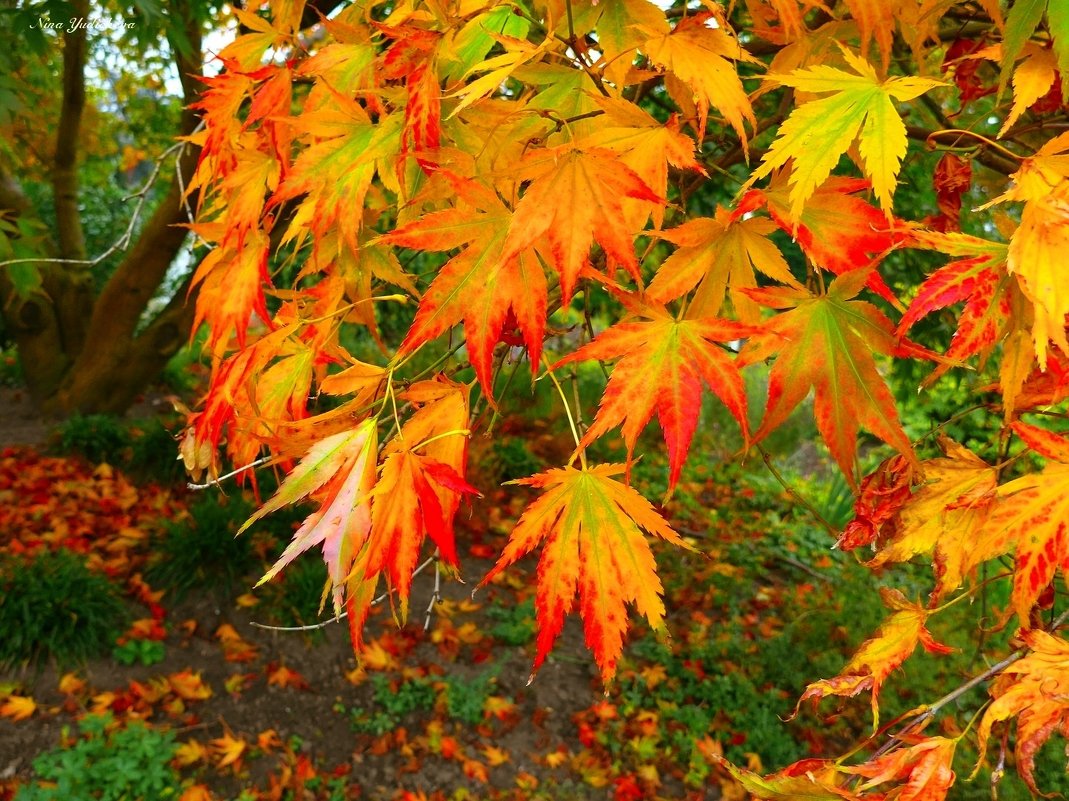 Der Geruch des Herbstes
