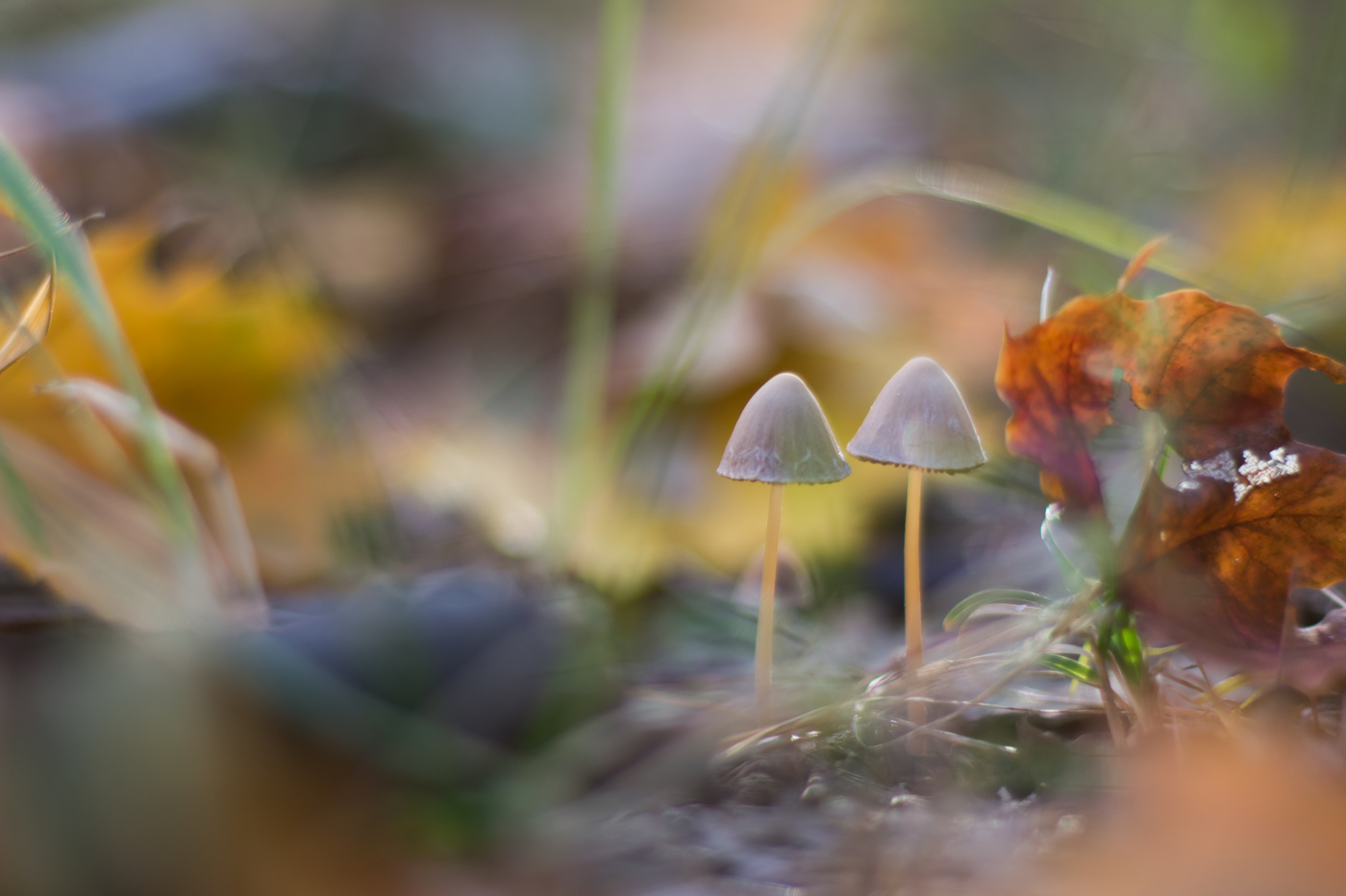 Der Geruch des Herbstes