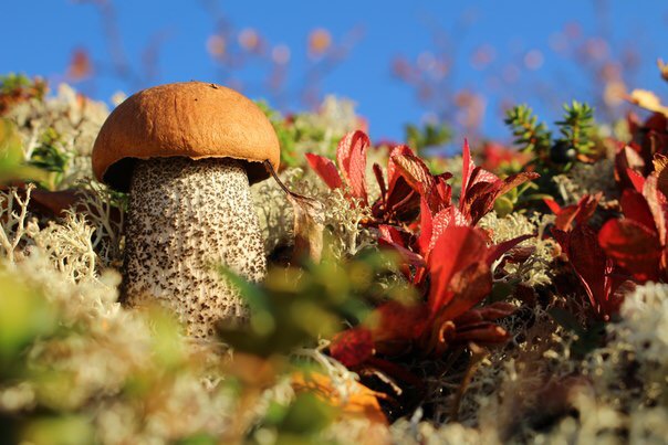 Der Geruch des Herbstes