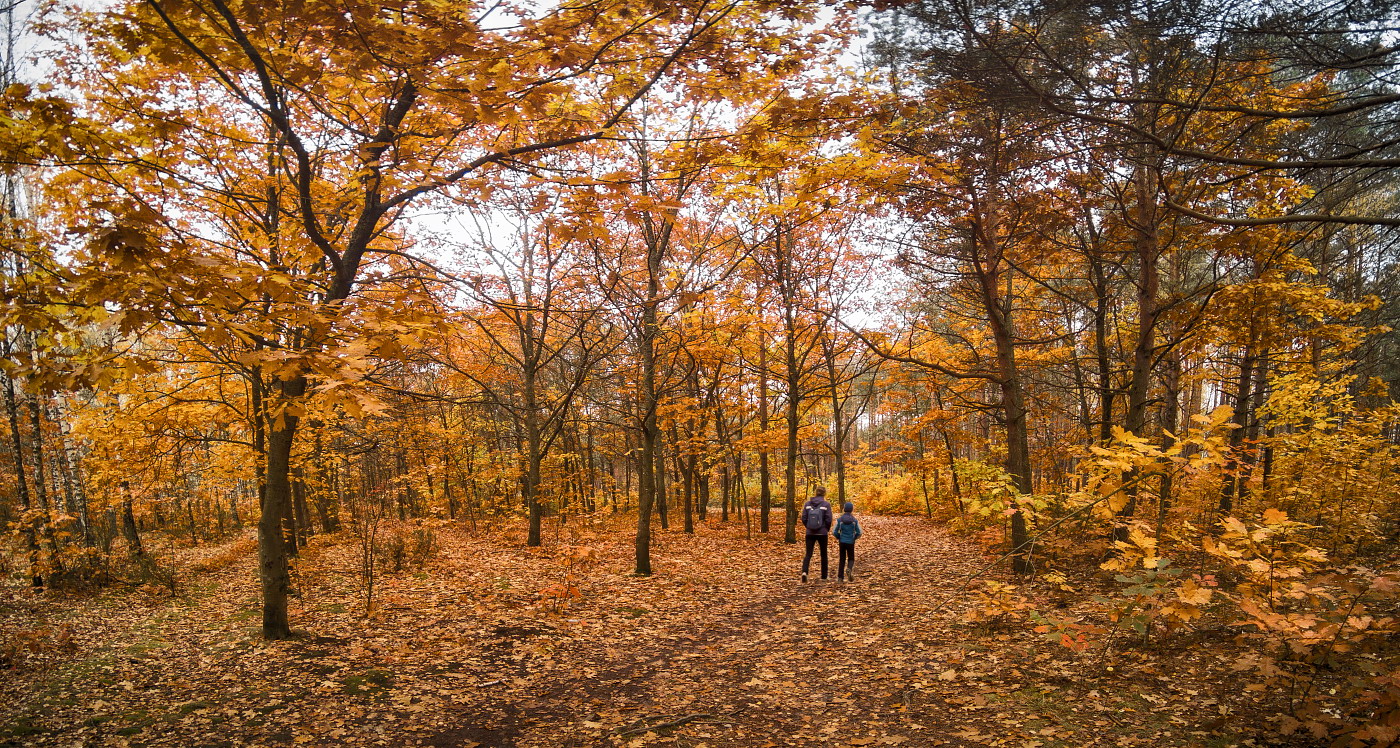in den herbstlichen Wald