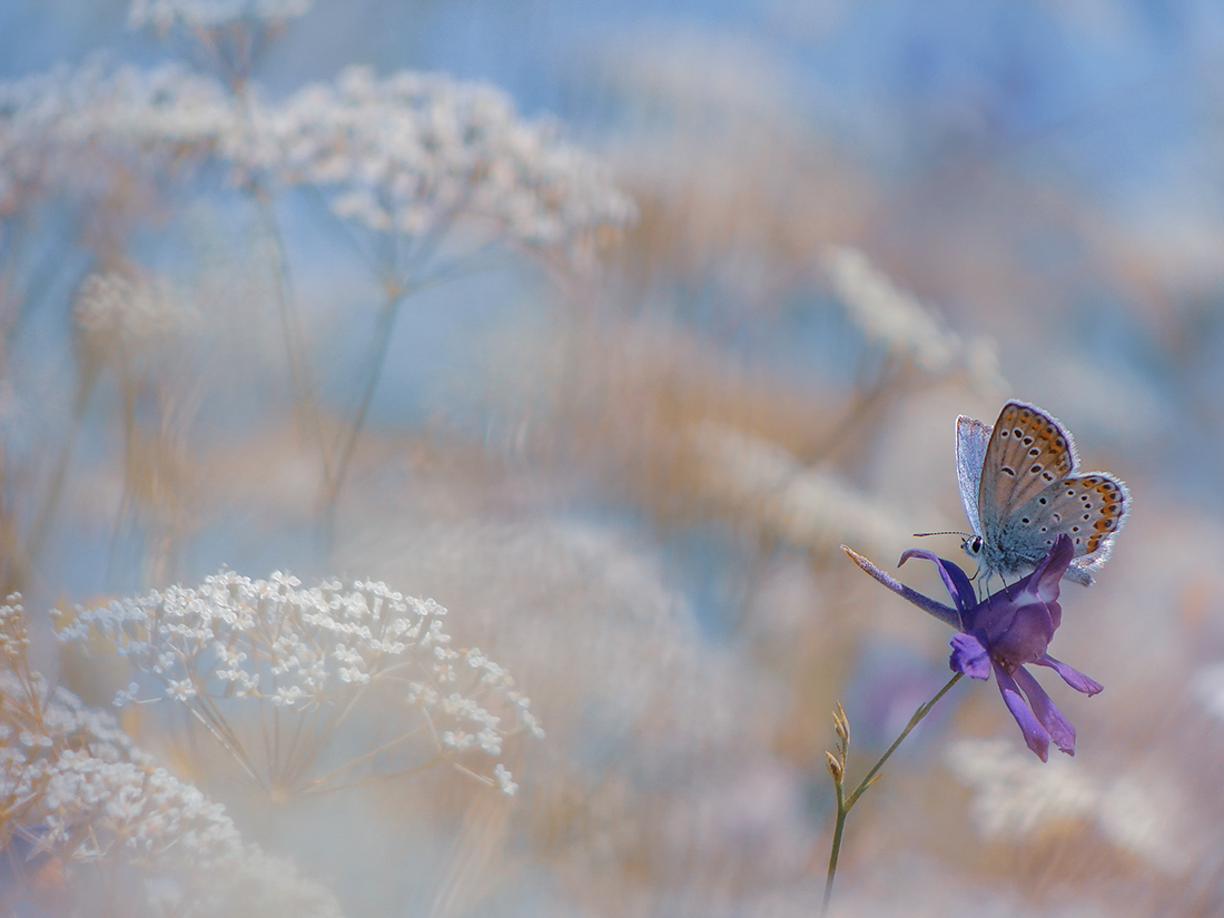 Über ein Schmetterling