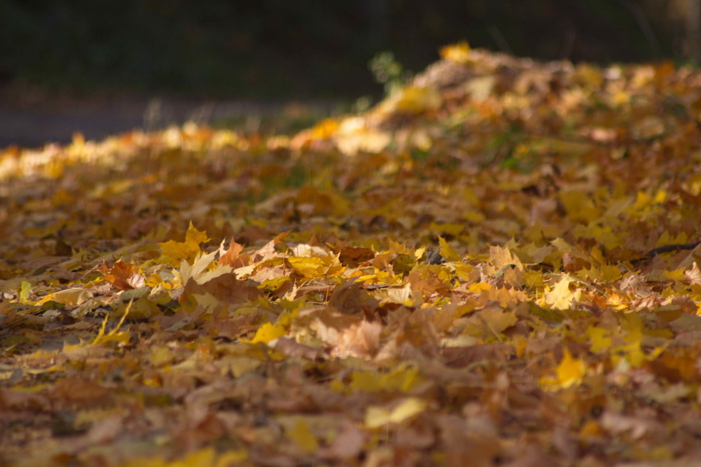 Der Geruch des Herbstes