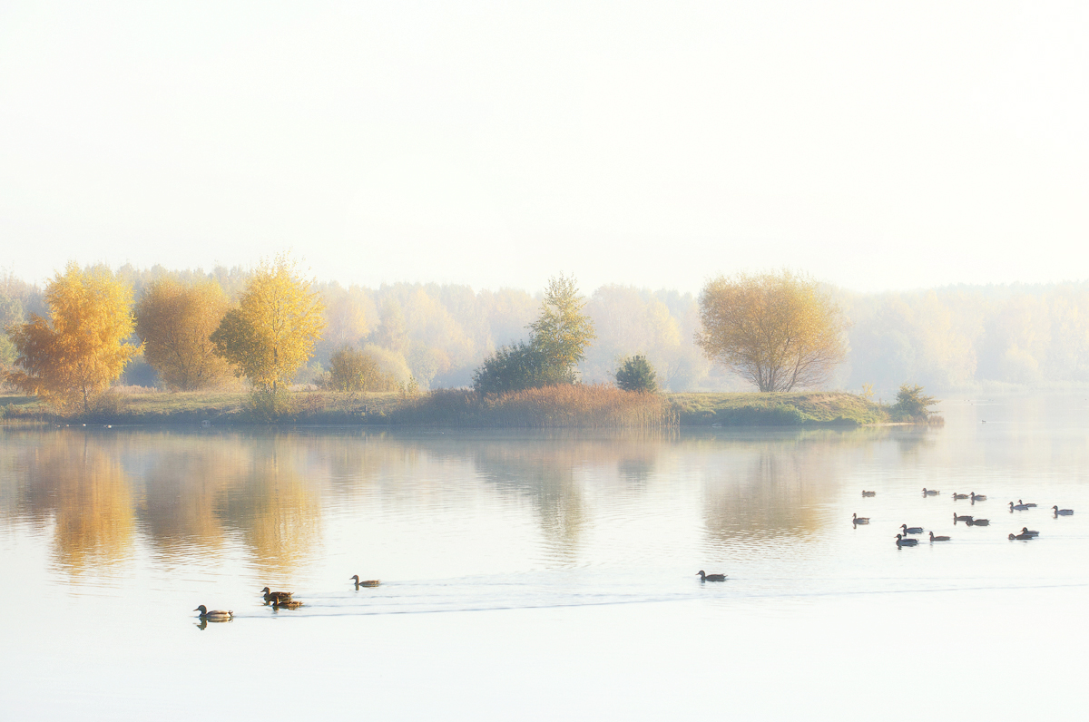 Nebligen Morgen goldenen Herbst