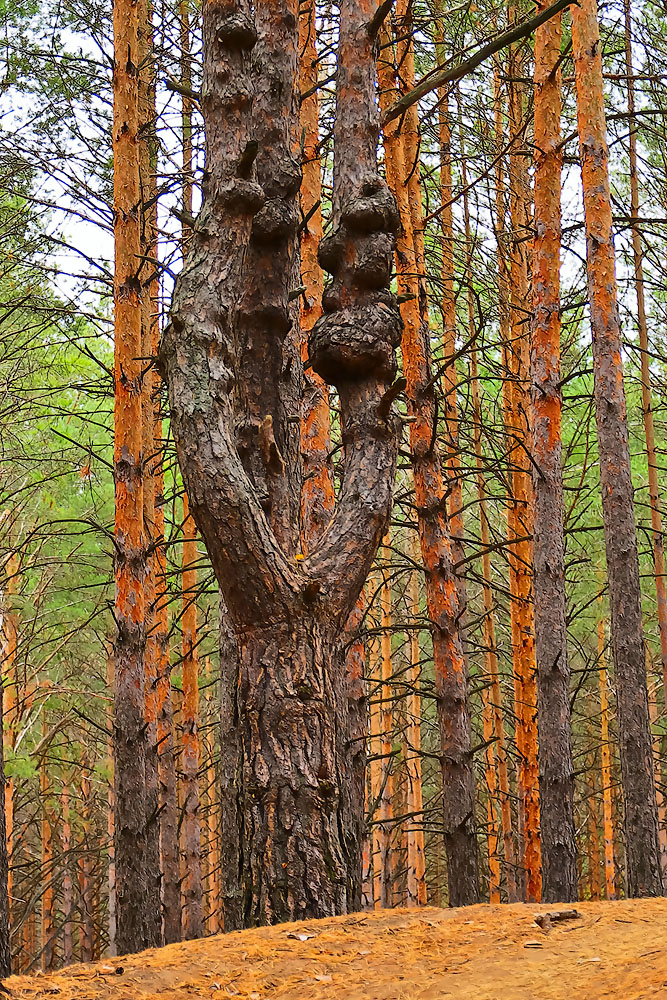 Herbstfarben der Natur.