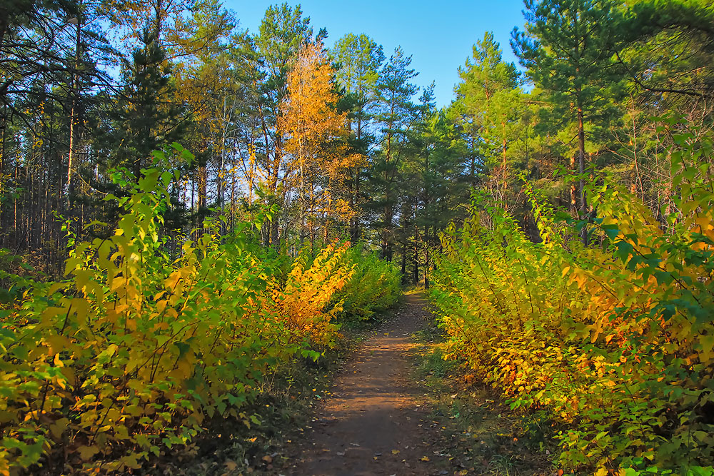 Herbstfarben der Natur.