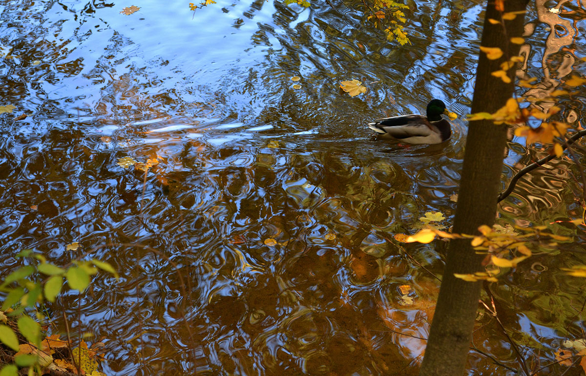 Reflexion der Herbst