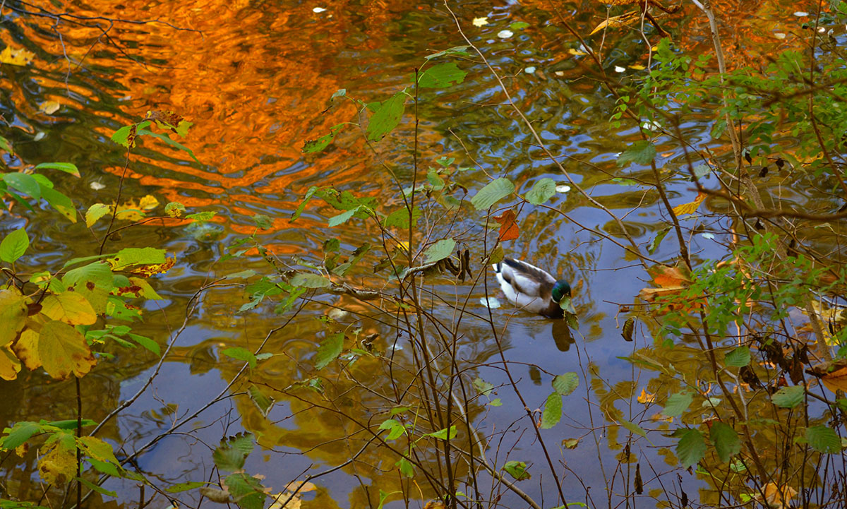 Reflexion der Herbst