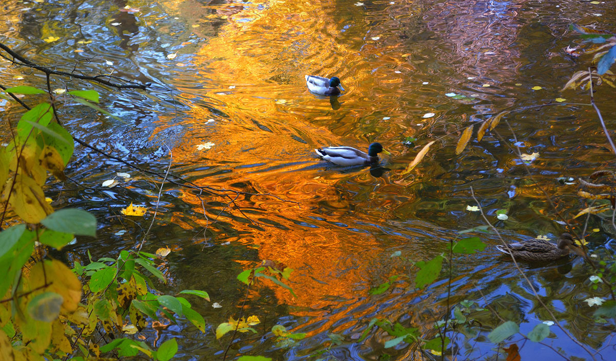 Reflexion der Herbst