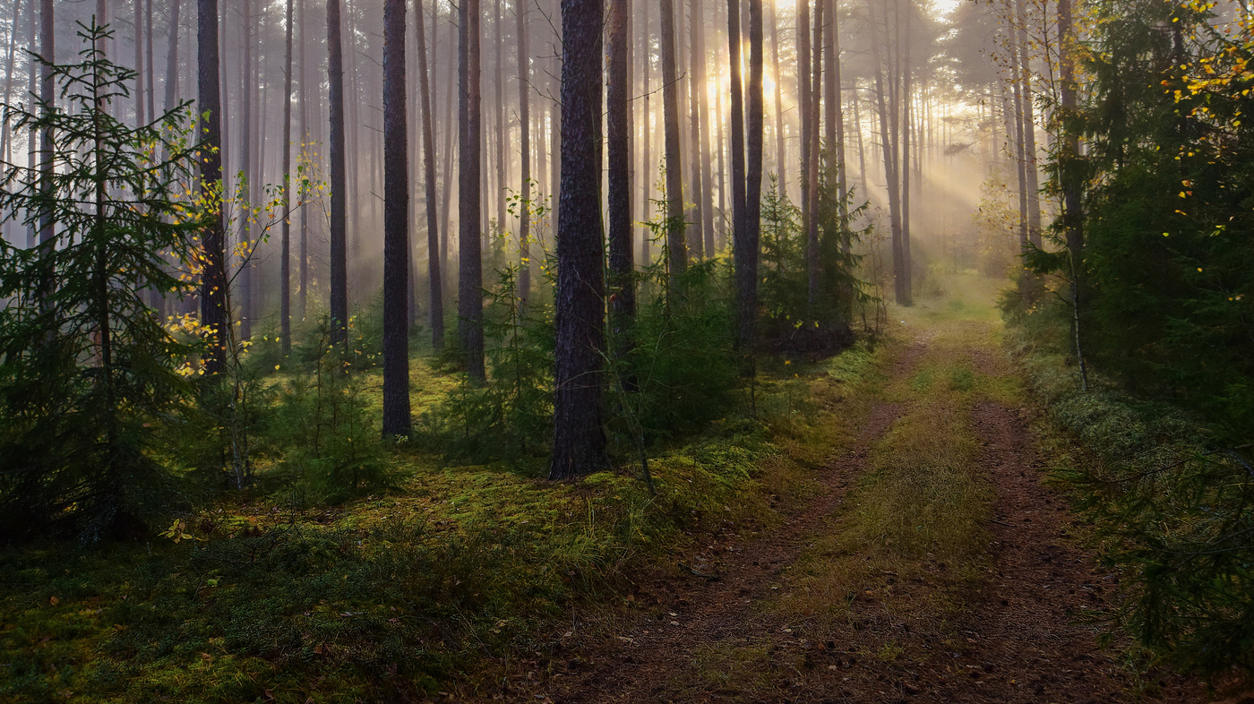 in den herbstlichen Wald