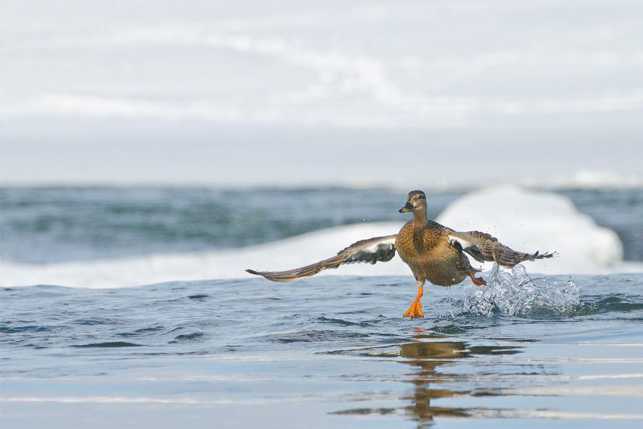 Laufen auf den Wellen