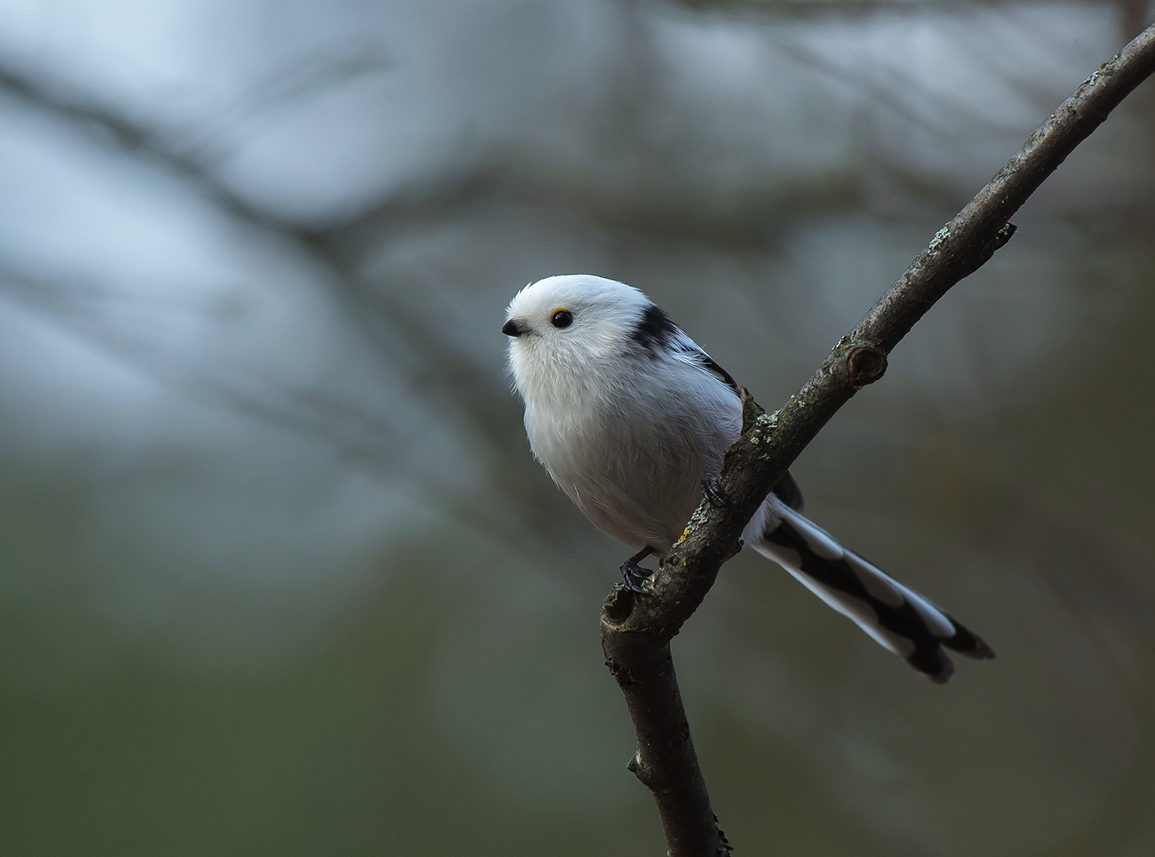 Das Bild des Waldes.