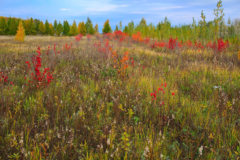 Herbstfarben der Natur.