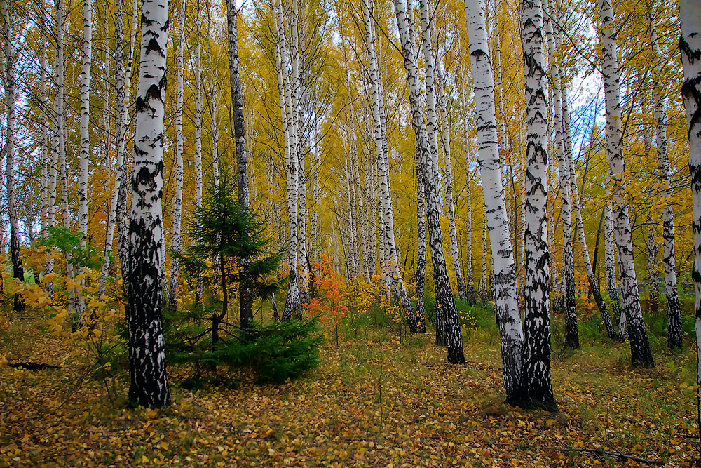 Herbstfarben der Natur.