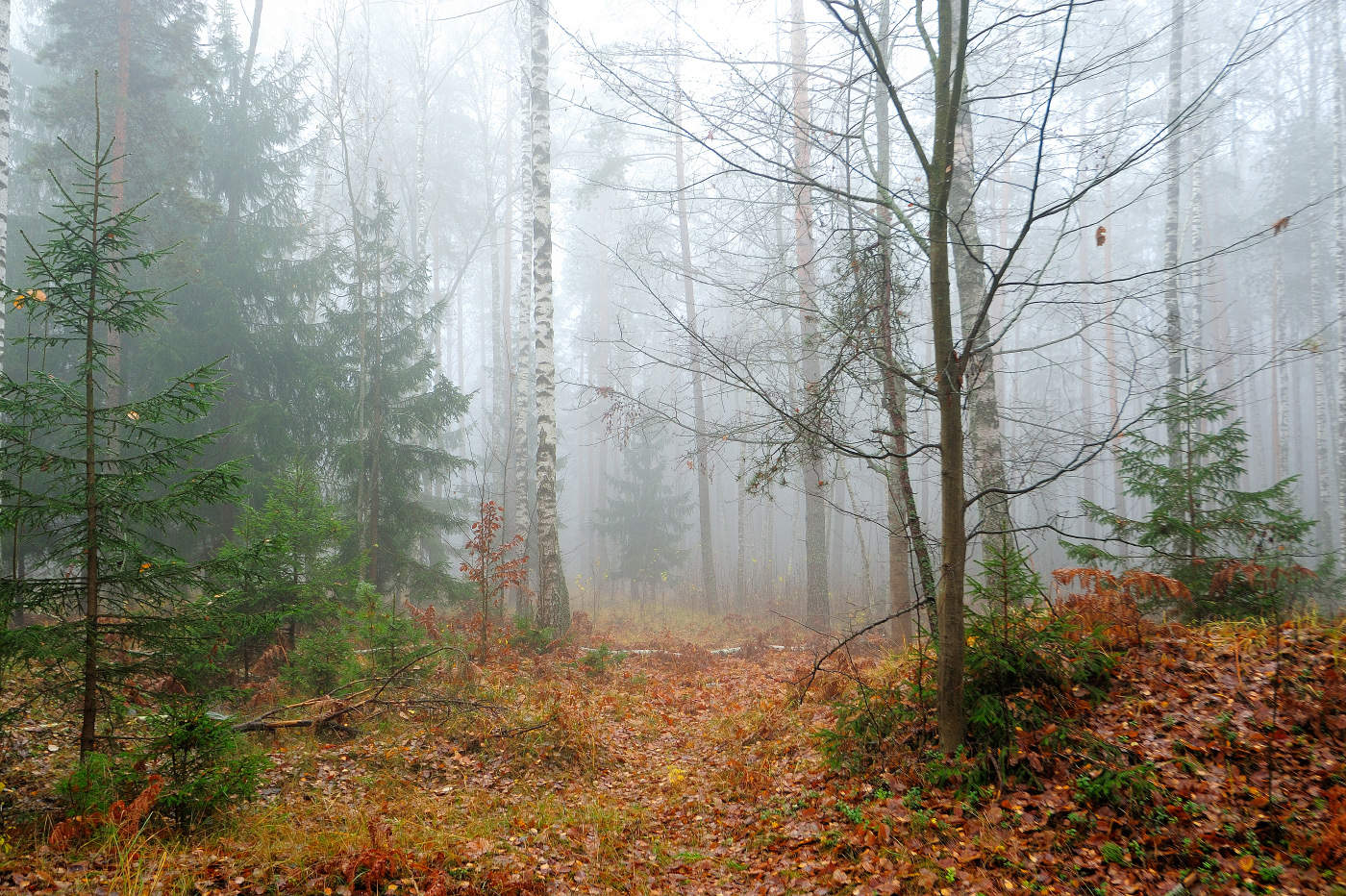 Herbstwald