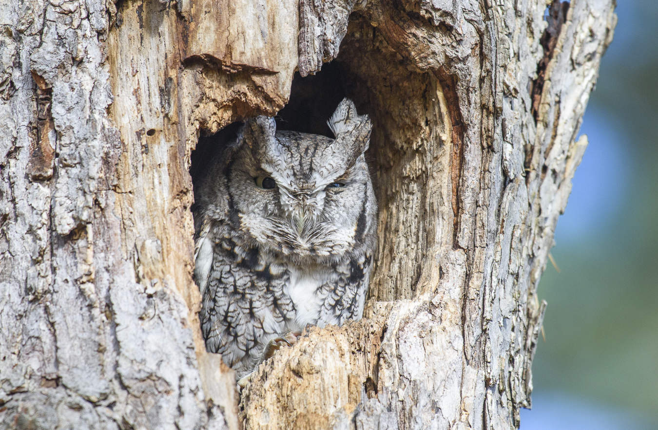 Eastern Screech Owl (grey morph) in Canada