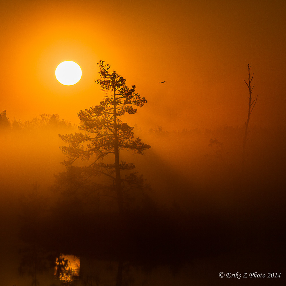 Good moorning Swamp!