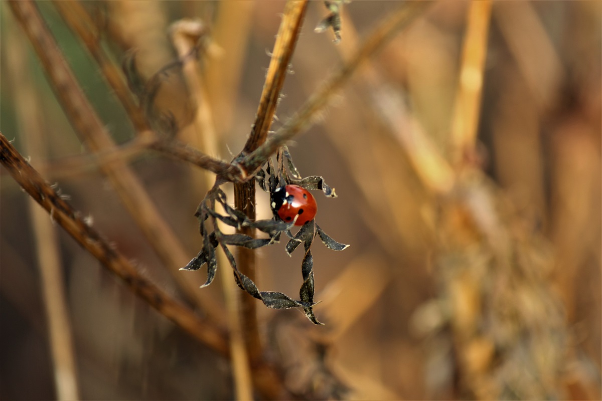 Marienkäfer-