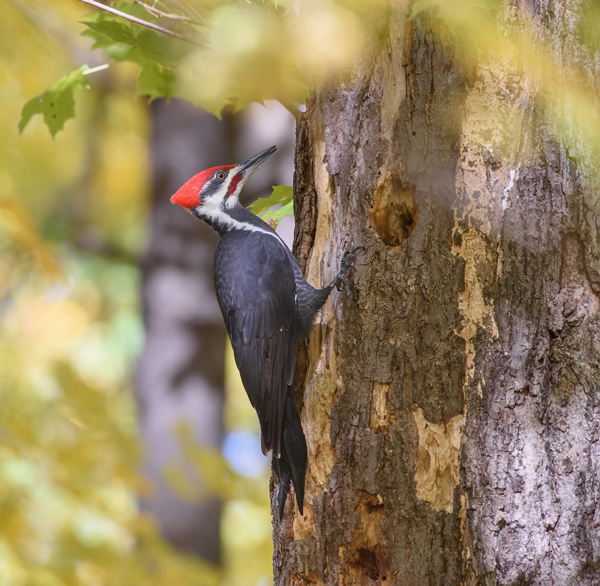 Pileated Woodpecker
