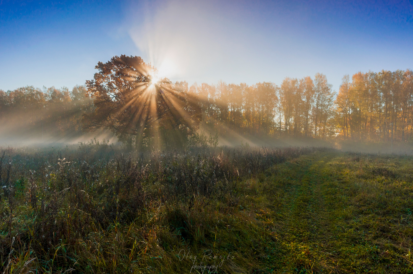 Baum im Nebel