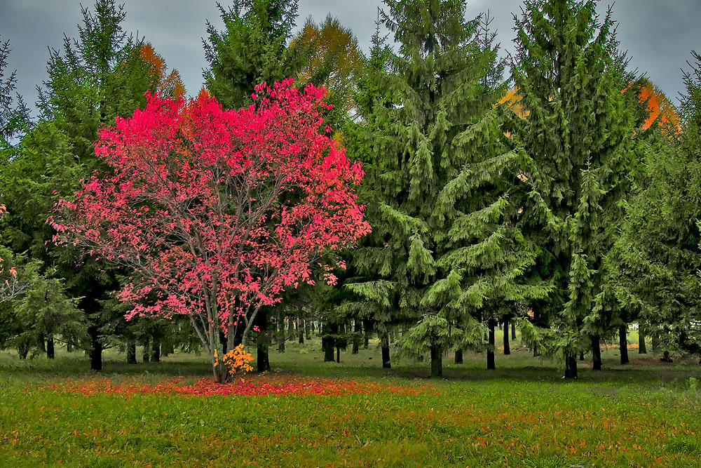 Herbstfarben der Natur.