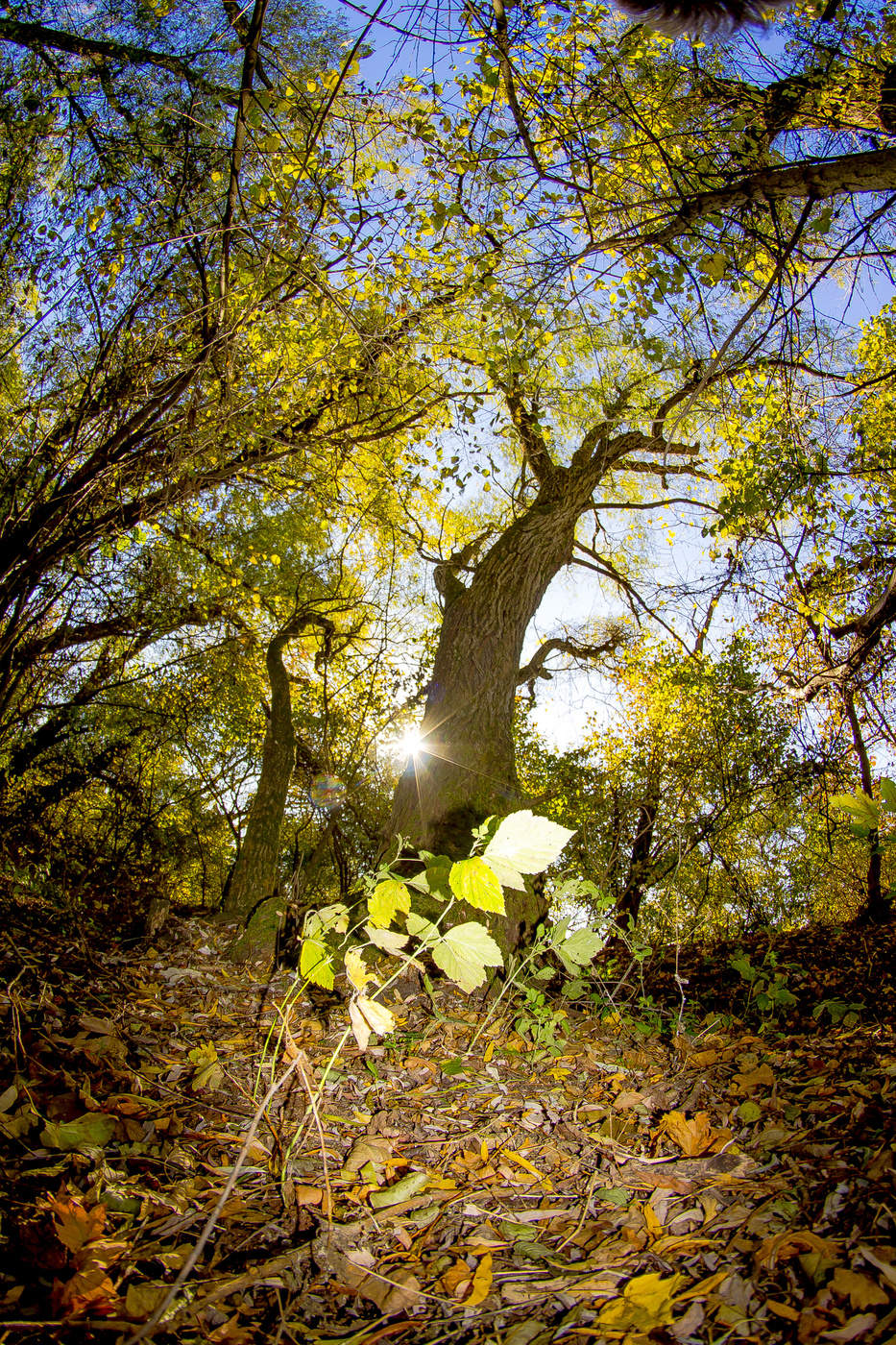 Tales of the autumn forest