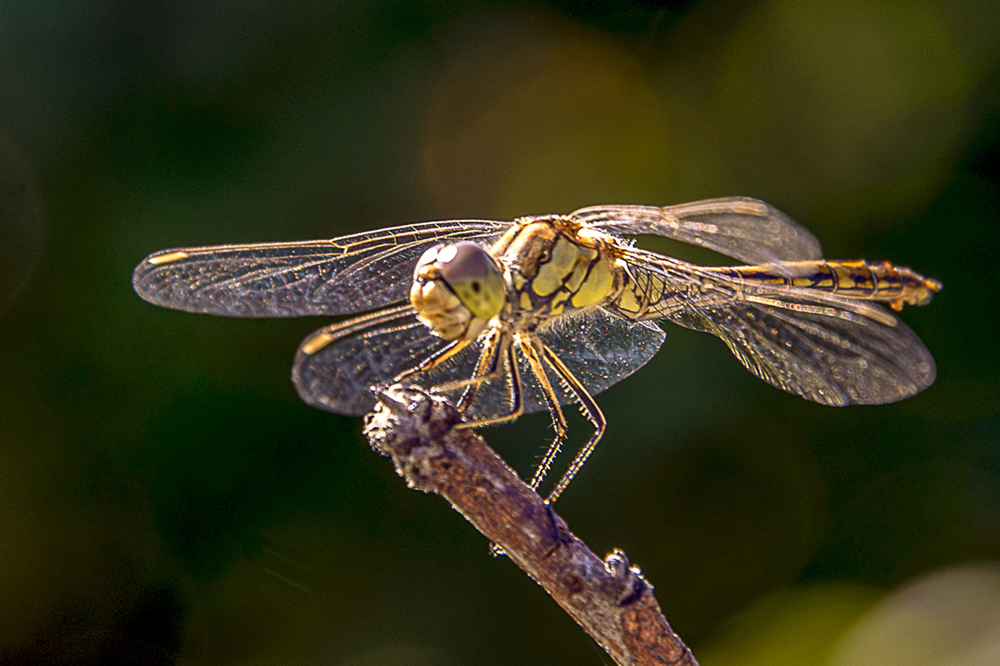 Dragonfly