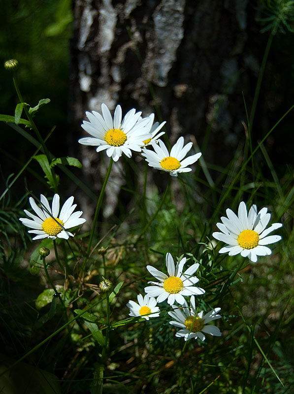 Einfach Daisies