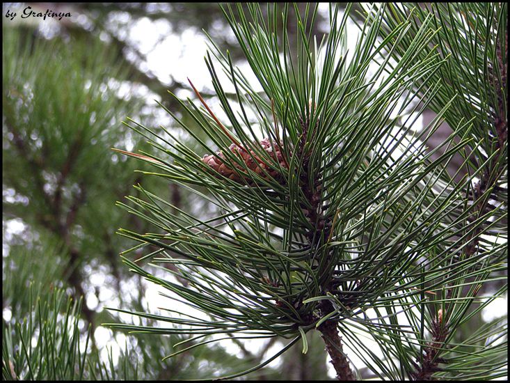 Der Duft des Frühlings