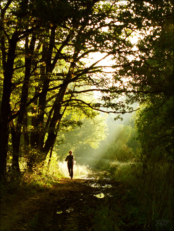 begleitenden ray ...