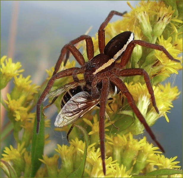 "Aha!" Caught, schön! " oder Herbst Drama