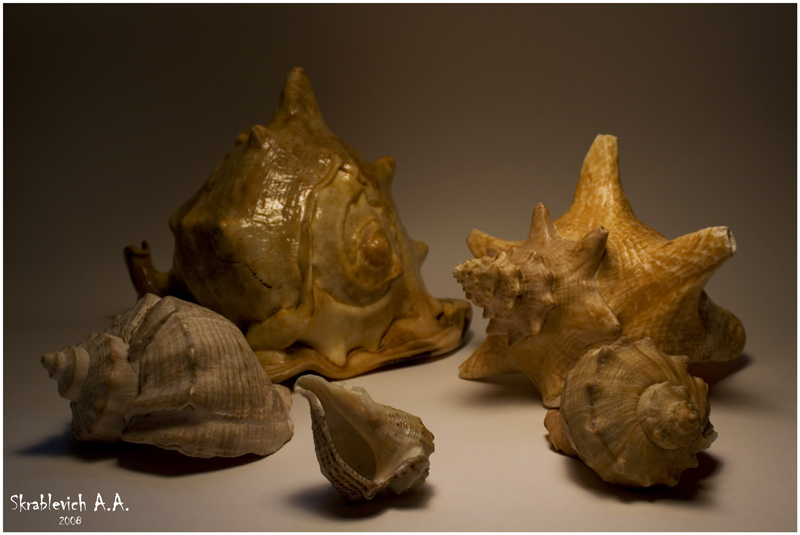 Shells