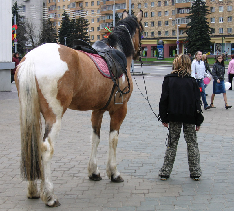 Die Rückseite des Pferdes