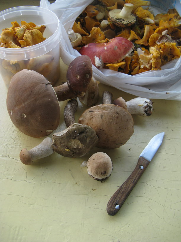 Mushroom Stillleben