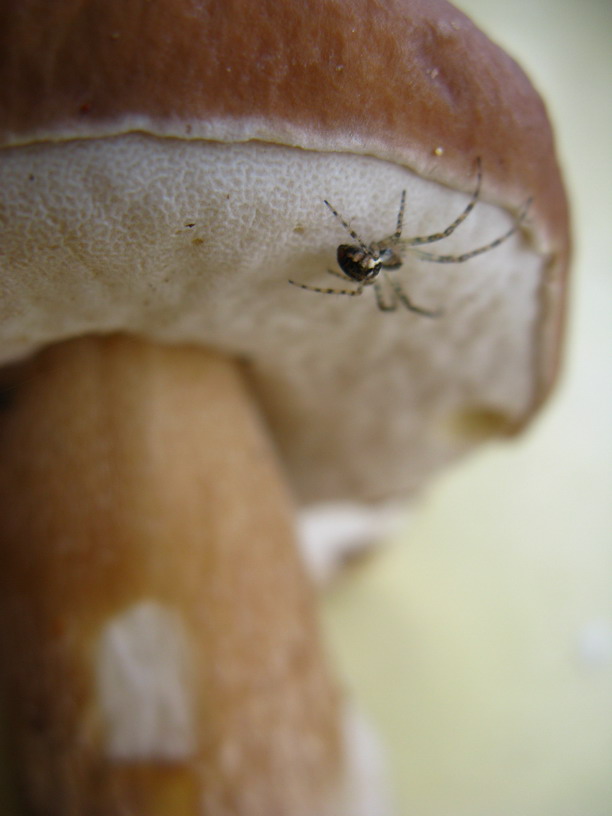 Es riecht nach Altweibersommer