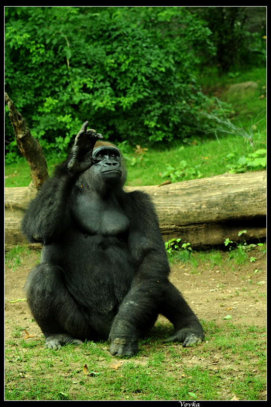 Kellner, 100 Gramm und einen Salat!