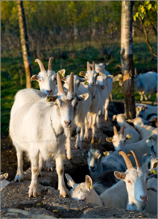 Im Gegenzug, die Hurensöhne im Ort!