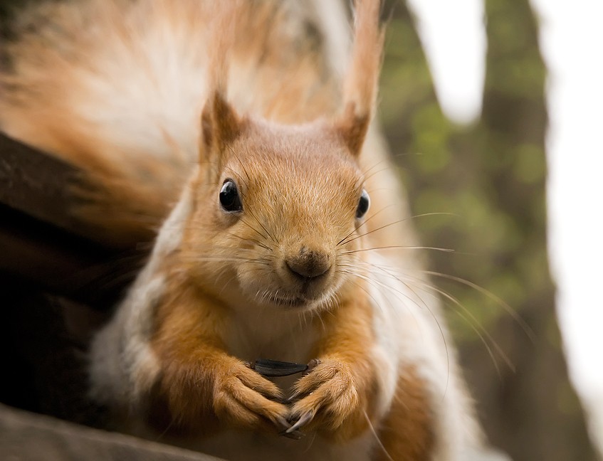 Eichhörnchen in Gomel