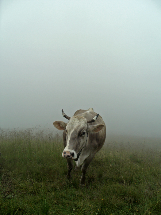 Der Nebel nähert ...