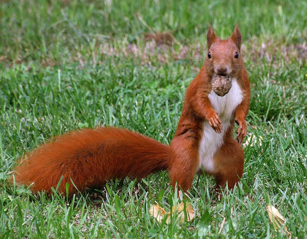 Protein-Nagetier wieder