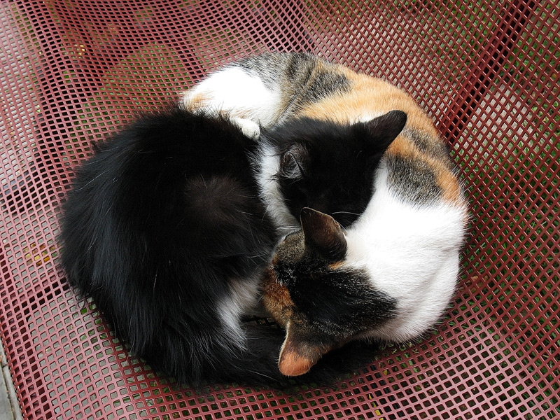 Yin und Yang