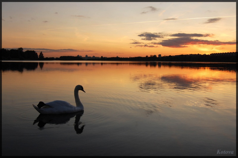 Swan. Lake. Sunset.
