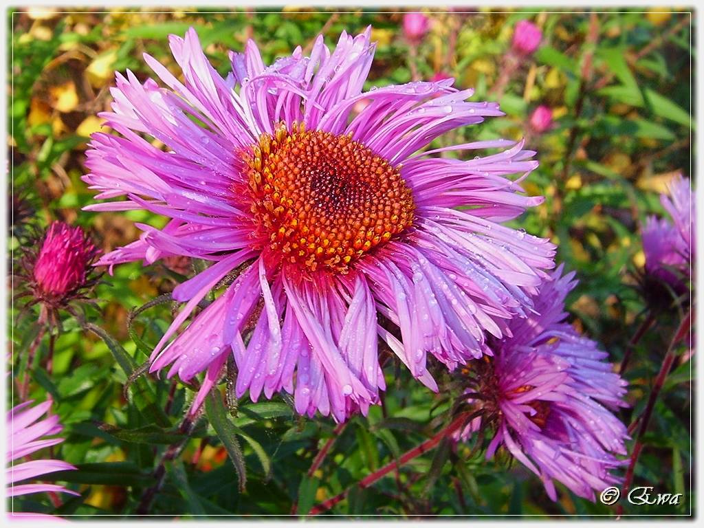 Farben des Herbstes.